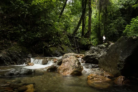 Sungai di hutan (foto: Maurice Weststrate)